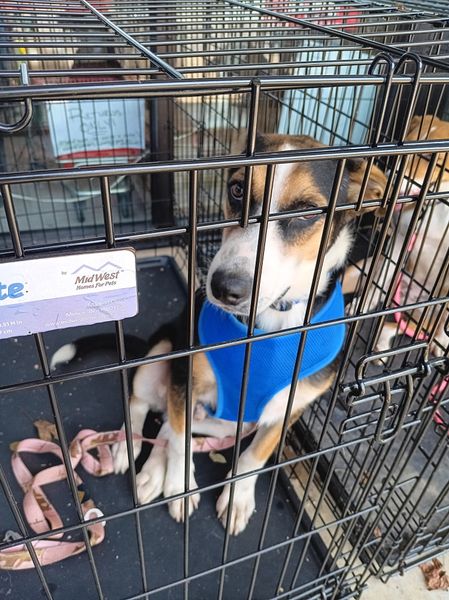 Enlarge Tucker, a Adoptable mixed breed in Lonsdale, AR image 4/6