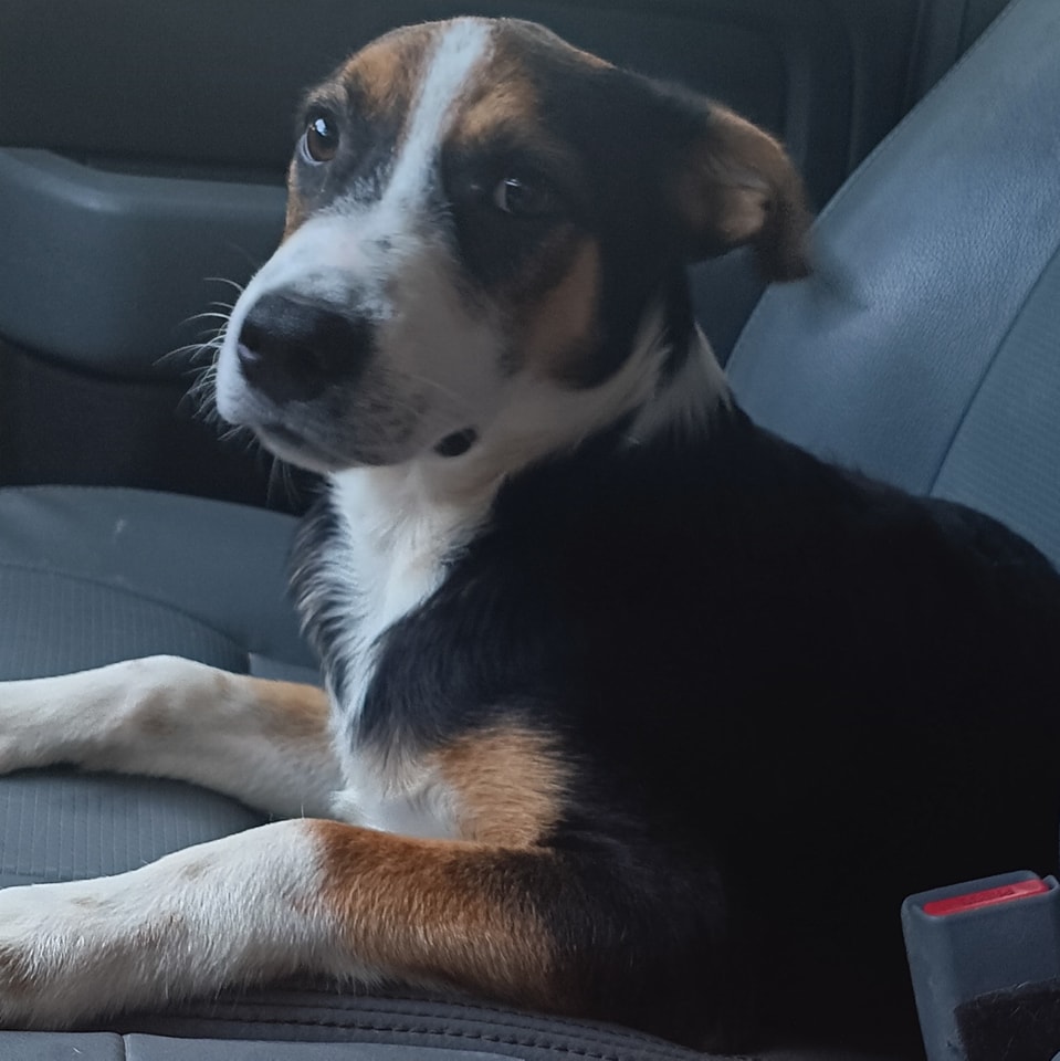 Enlarge Tucker, a Adoptable mixed breed in Lonsdale, AR image 5/6