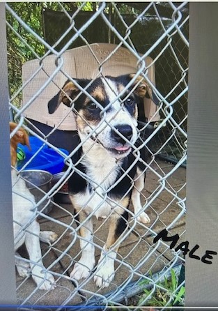 Enlarge Tucker, a Adoptable mixed breed in Lonsdale, AR image 6/6