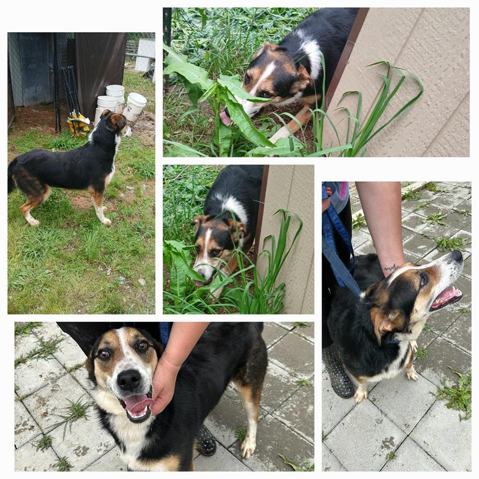 Enlarge Tucker, a Adoptable mixed breed in Lonsdale, AR image 1/6