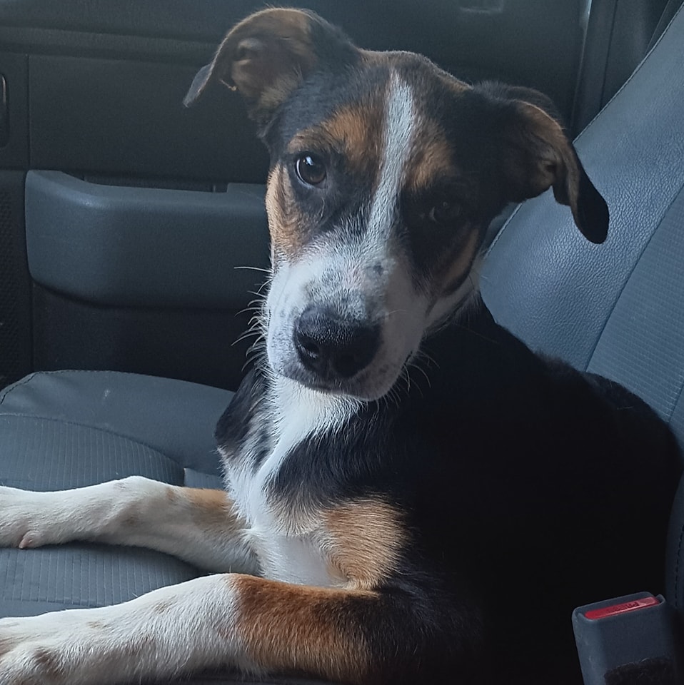 Enlarge Tucker, a Adoptable mixed breed in Lonsdale, AR image 2/6