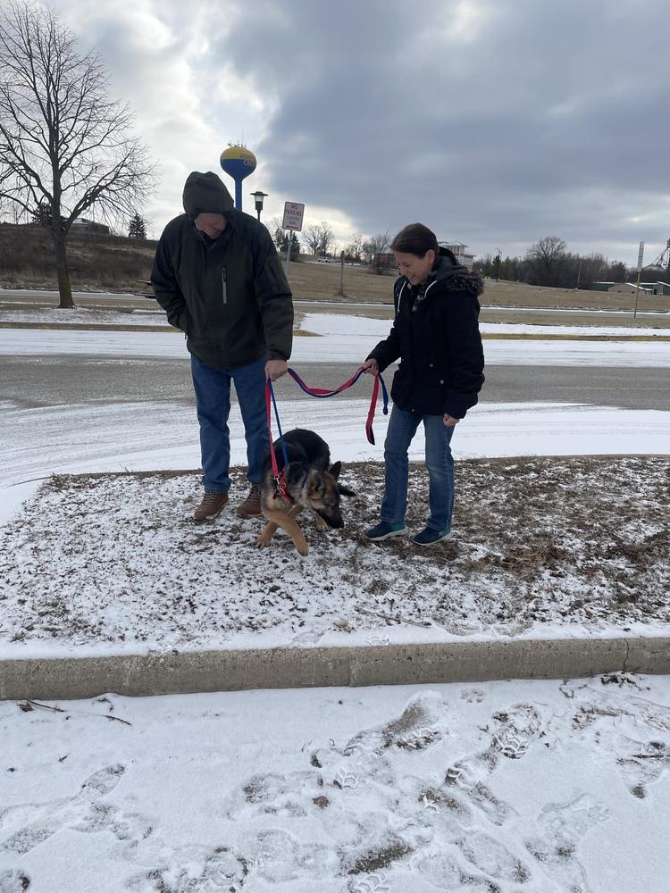 Enlarge Piper, a Adopted German Shepherd Dog in Suamico, WI image 1/6