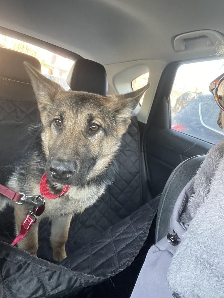 Enlarge Piper, a Adopted German Shepherd Dog in Suamico, WI image 4/6