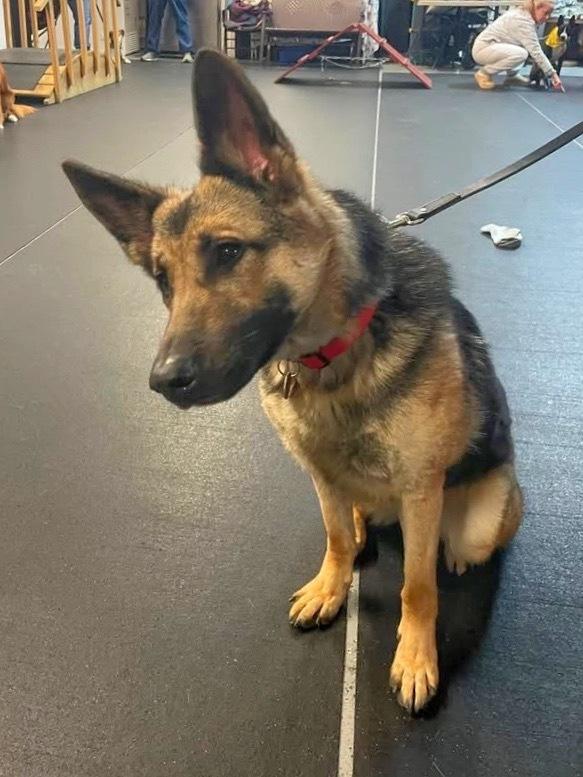 Enlarge Piper, a Adopted German Shepherd Dog in Suamico, WI image 5/6