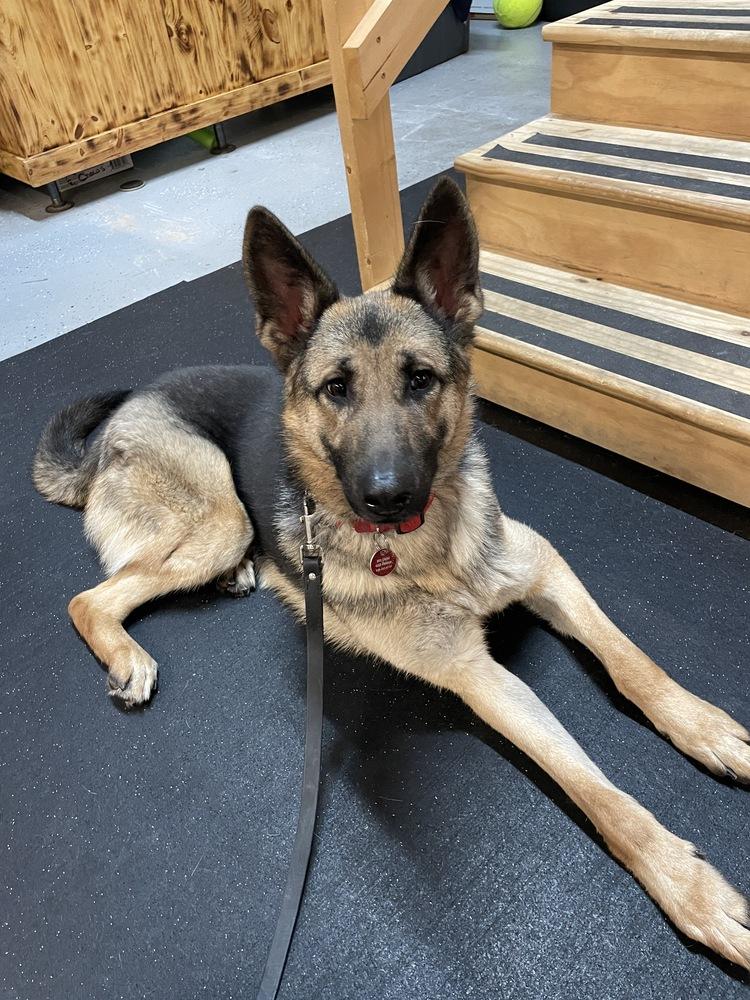 Enlarge Piper, a Adopted German Shepherd Dog in Suamico, WI image 6/6