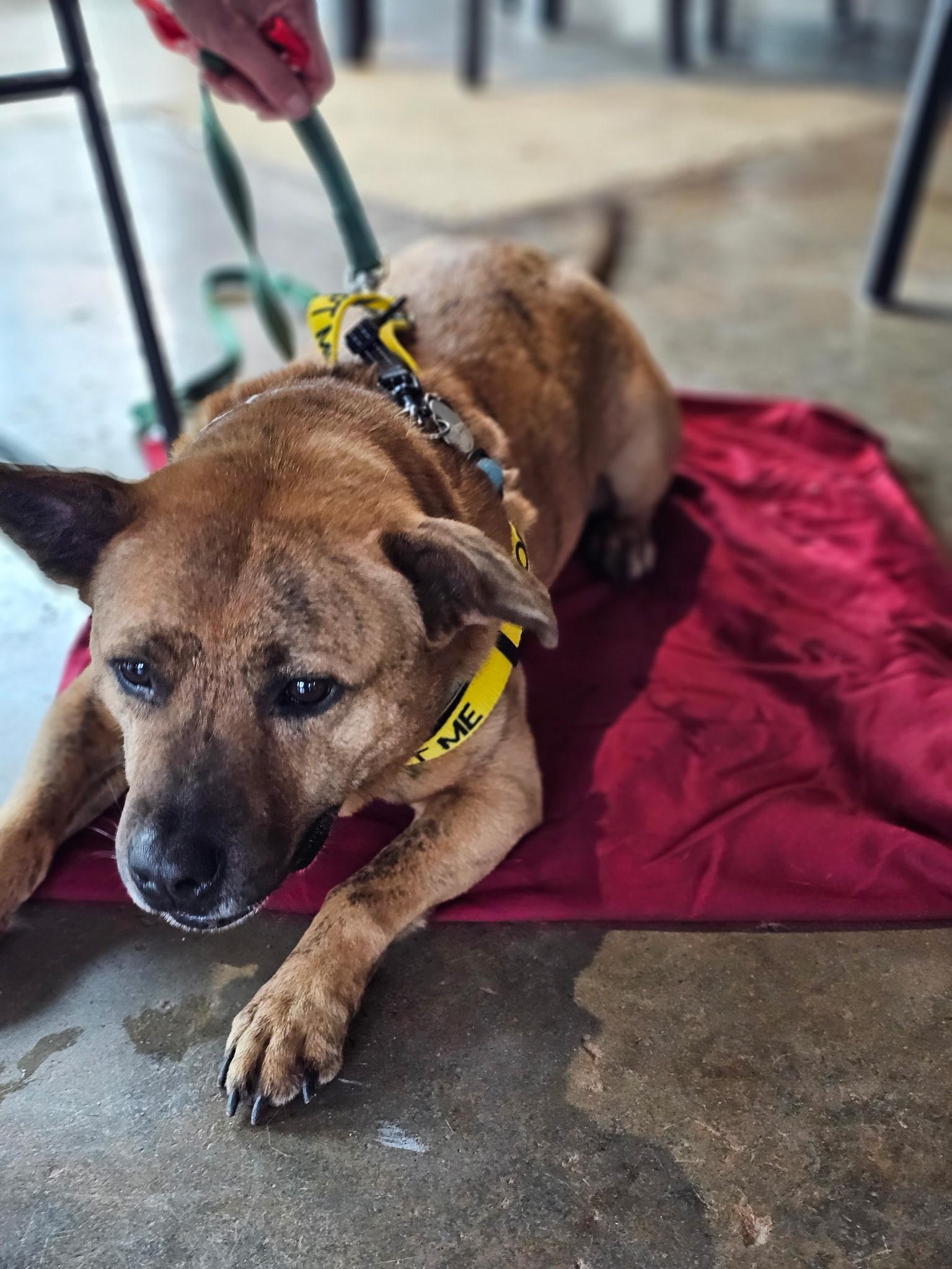 Enlarge Abraham, a Adopted mixed breed in Charlotte, NC image 1/5