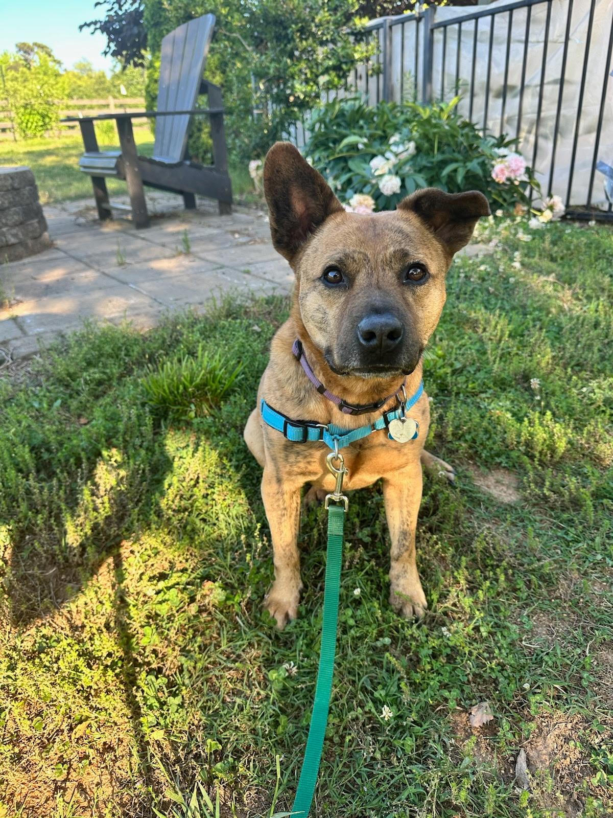 Enlarge Abraham, a Adopted mixed breed in Charlotte, NC image 2/5