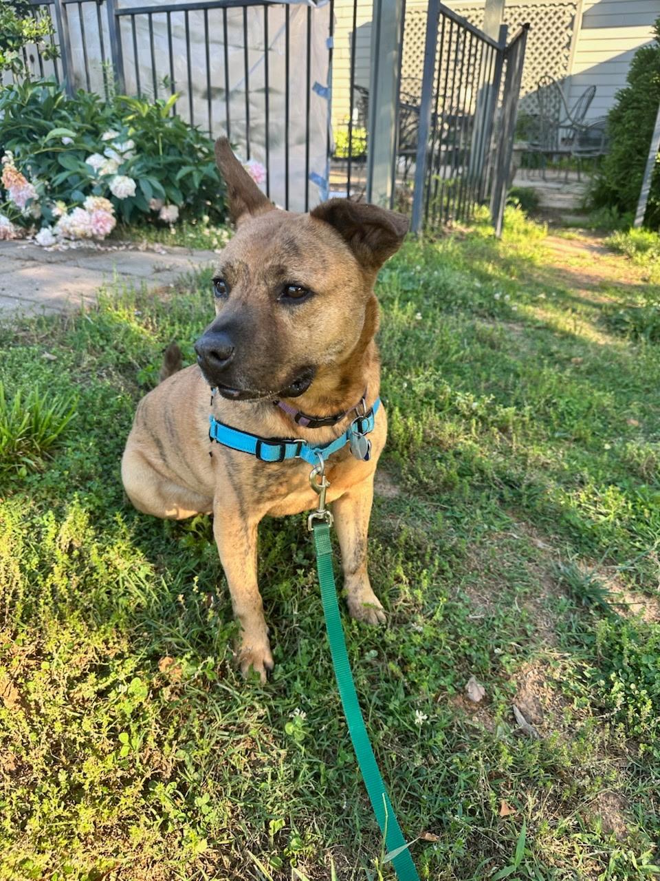 Enlarge Abraham, a Adopted mixed breed in Charlotte, NC image 4/5