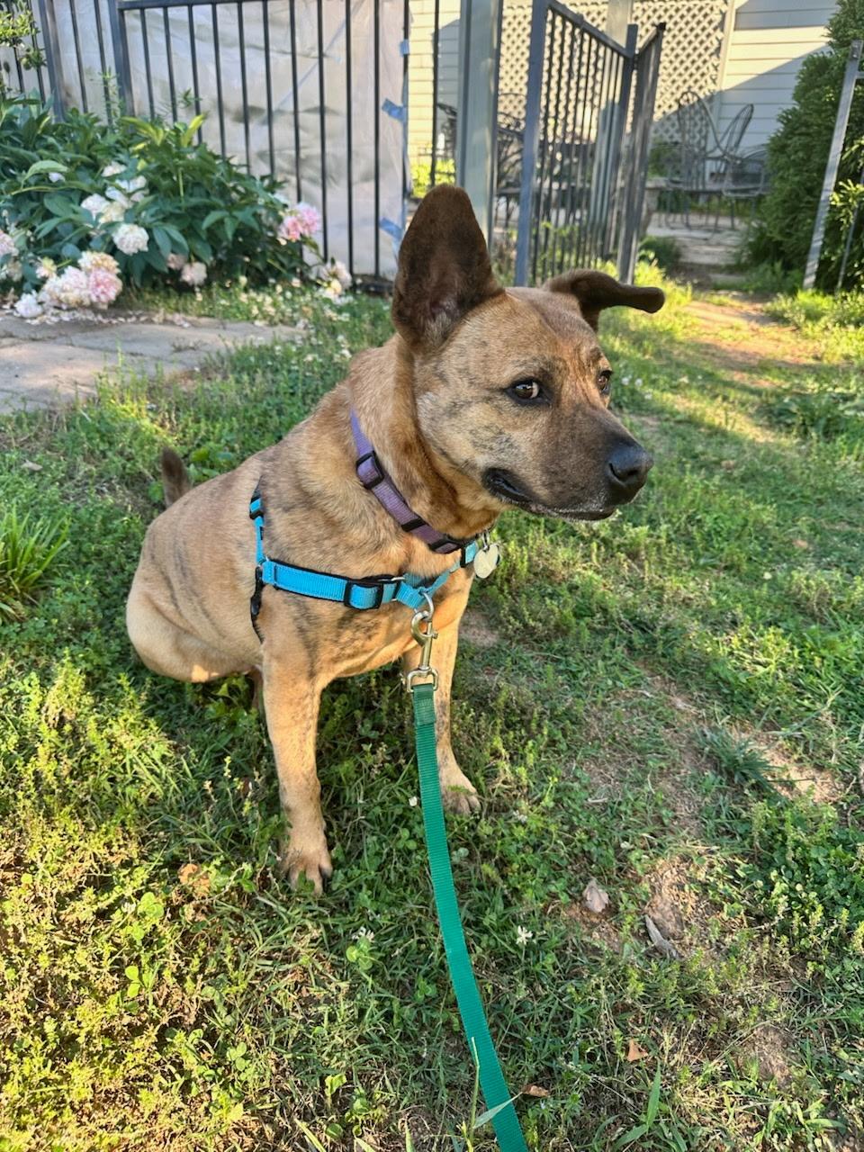 Enlarge Abraham, a Adopted mixed breed in Charlotte, NC image 5/5