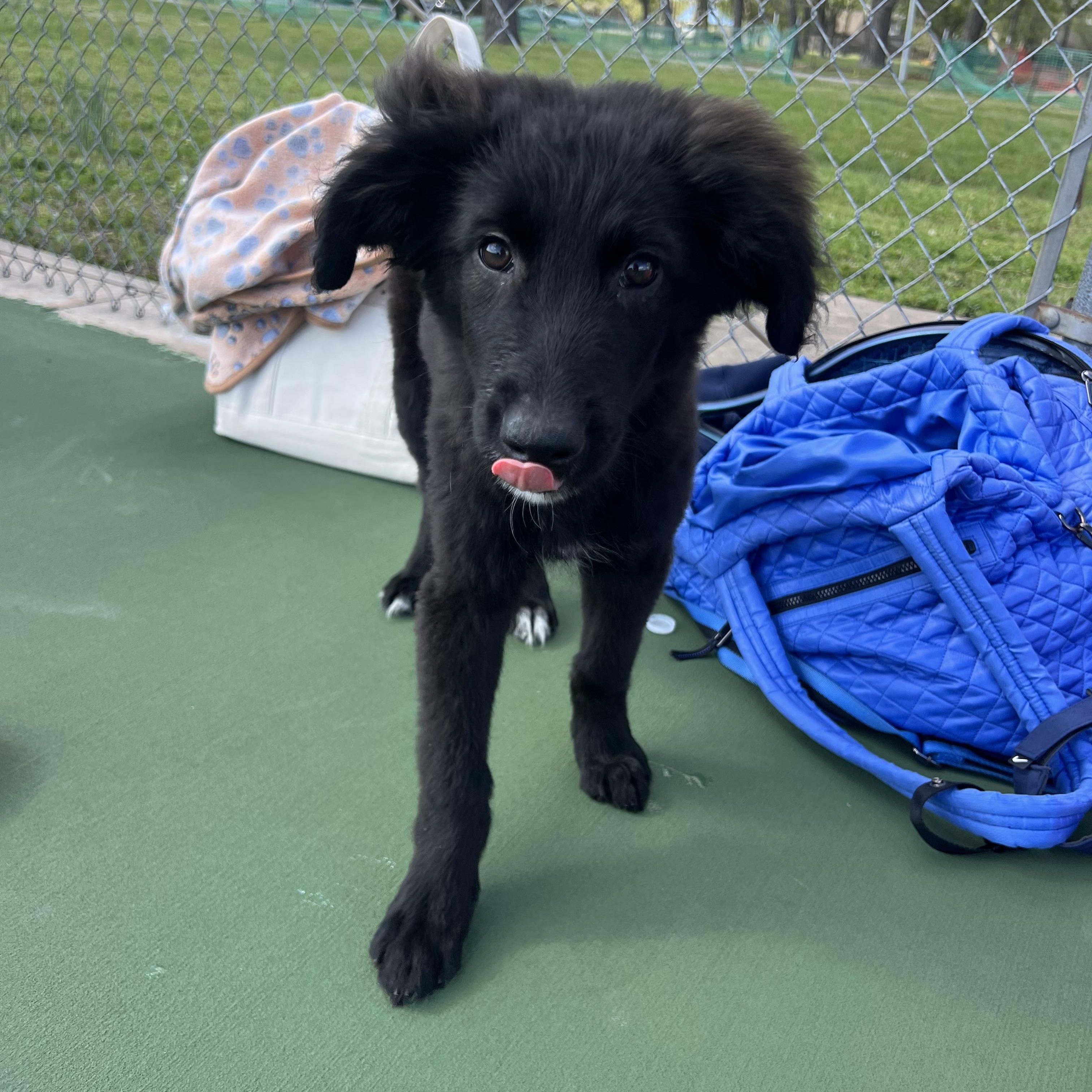 Enlarge Archie, a ADOPTABLE mixed breed in Bixby, OK image 2/2
