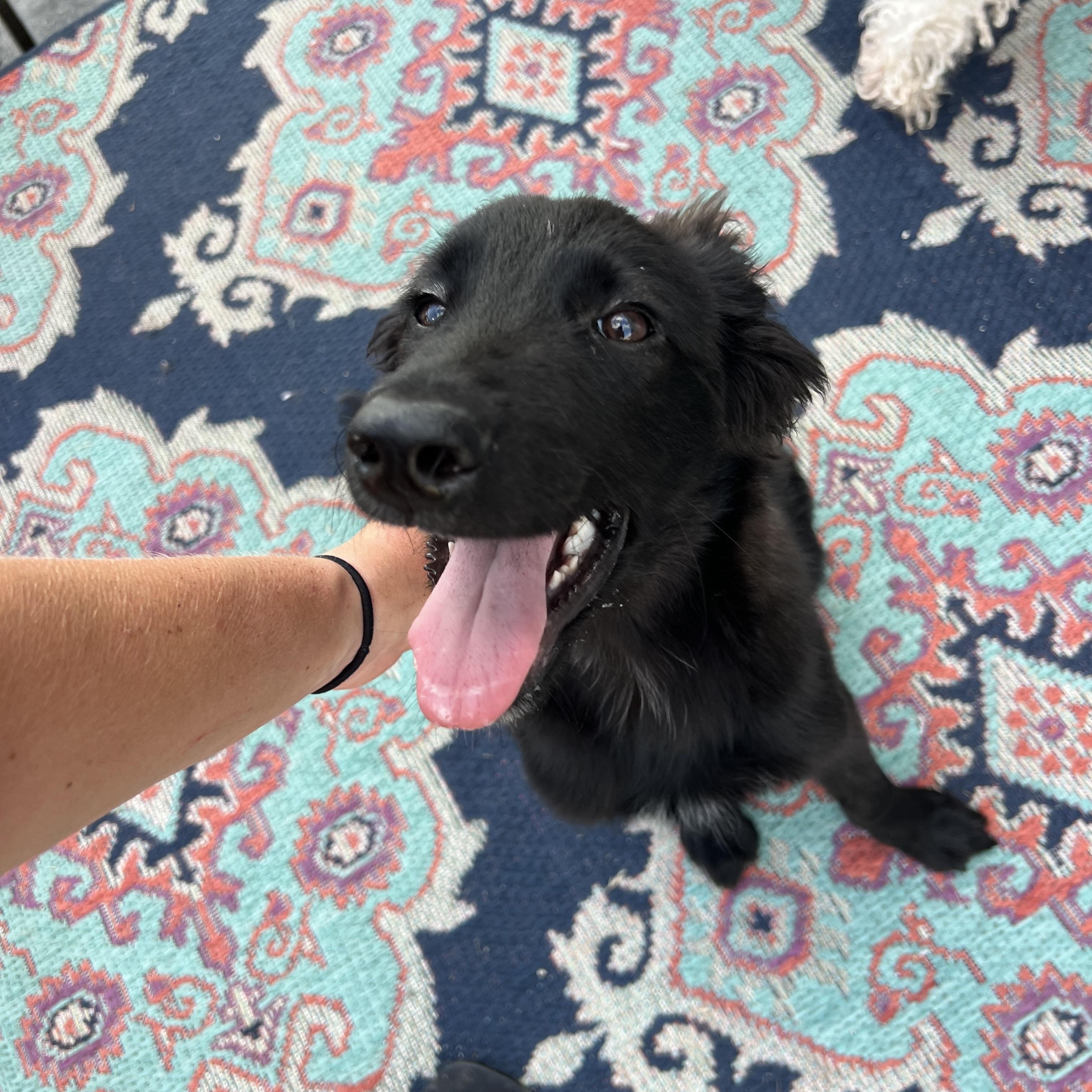 Archie, ADOPTABLE, Young Male Border Collie & Standard Poodle.