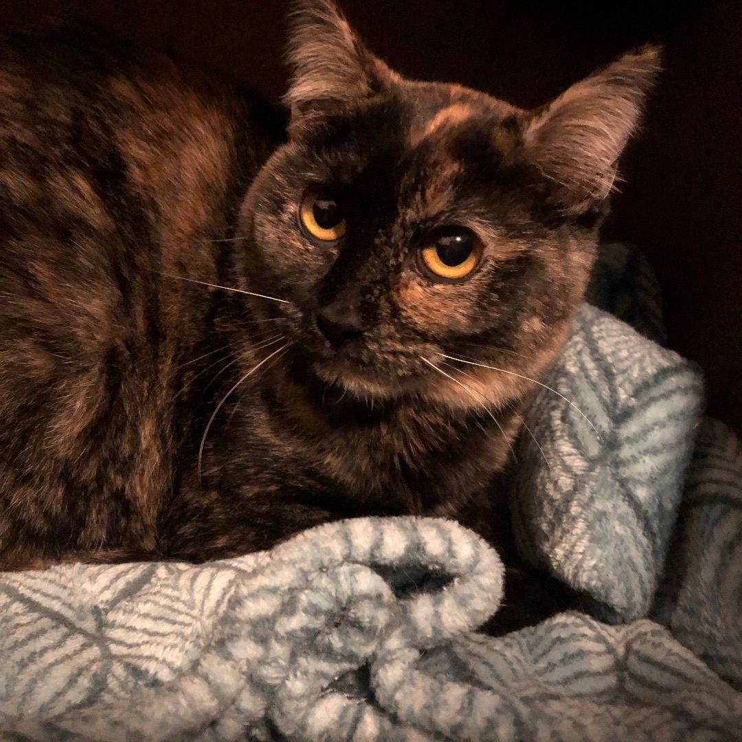 Daisy, a Adoptable Domestic Short Hair in Puyallup, WA image 5/5