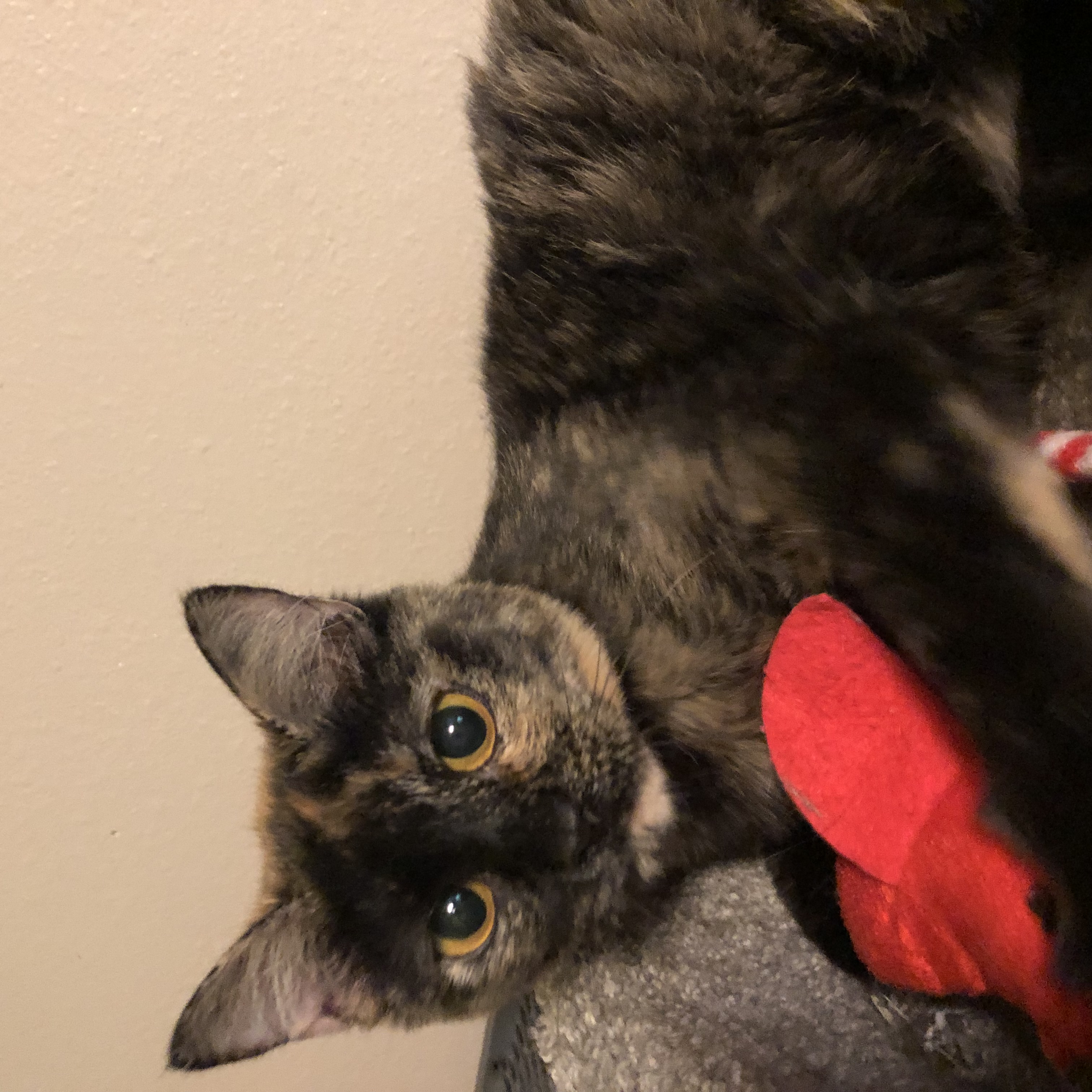 Daisy, Adoptable, Young Female Domestic Short Hair.