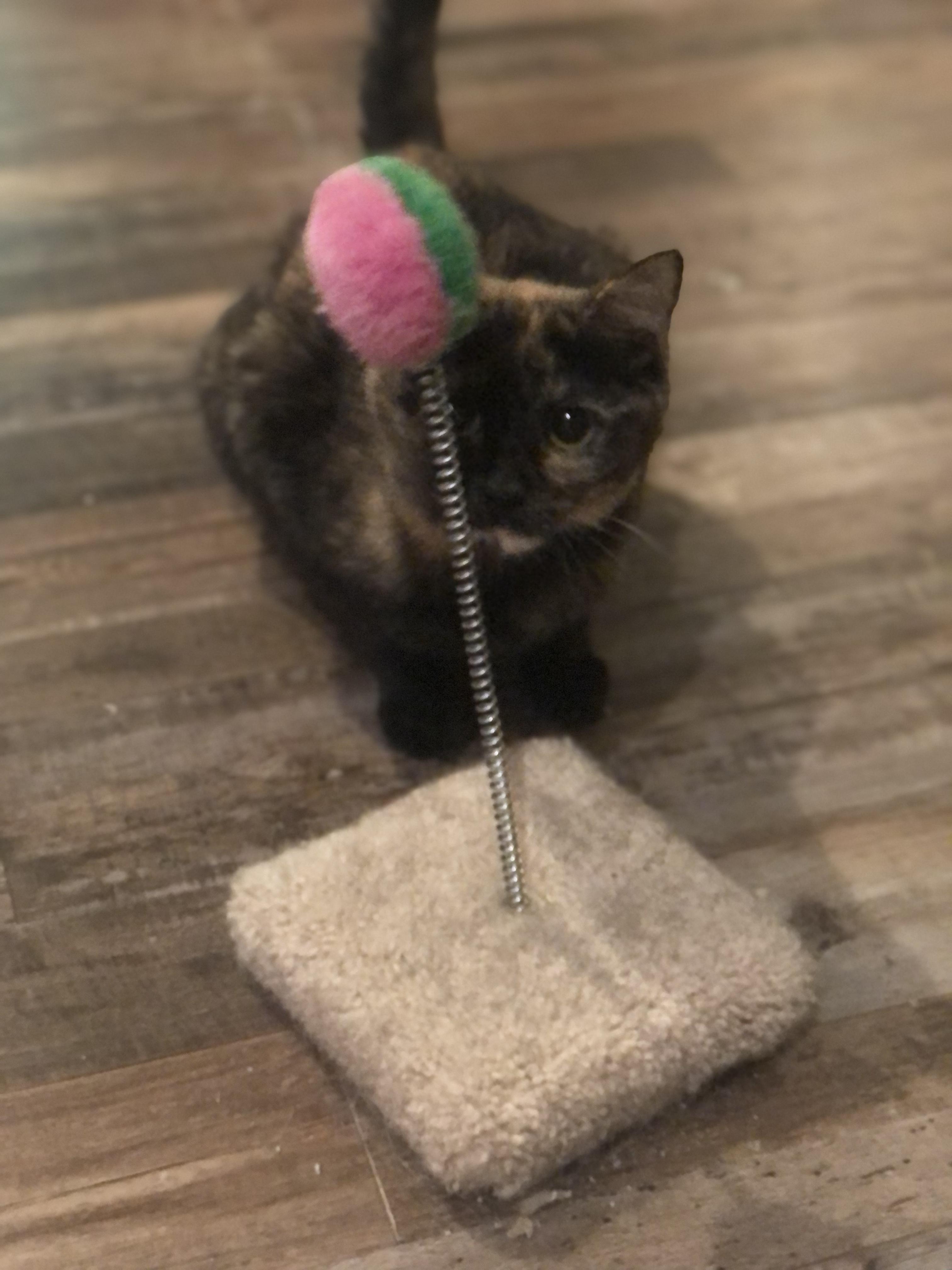 Daisy, a Adoptable Domestic Short Hair in Puyallup, WA image 2/5