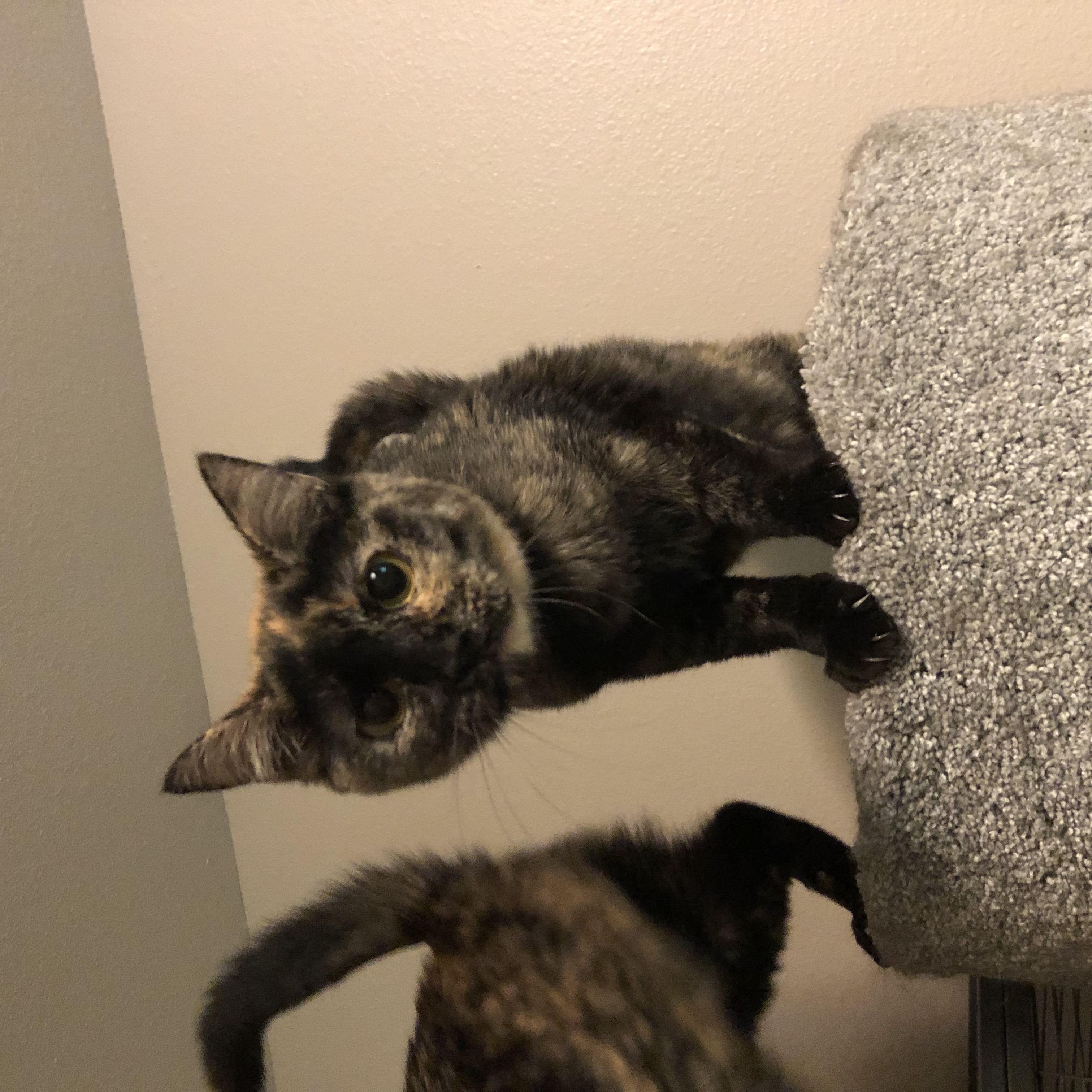 Daisy, a Adoptable Domestic Short Hair in Puyallup, WA image 4/5