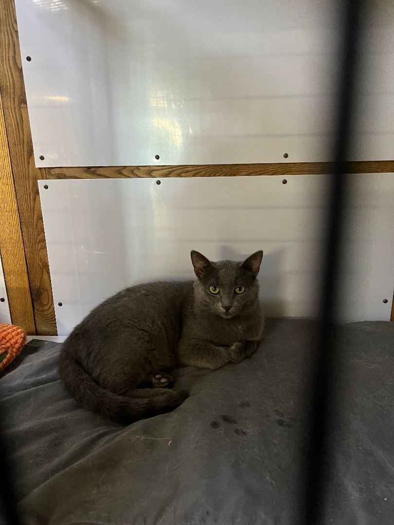 Willie , a Adopted Domestic Short Hair in Manchester, MI image 1/10