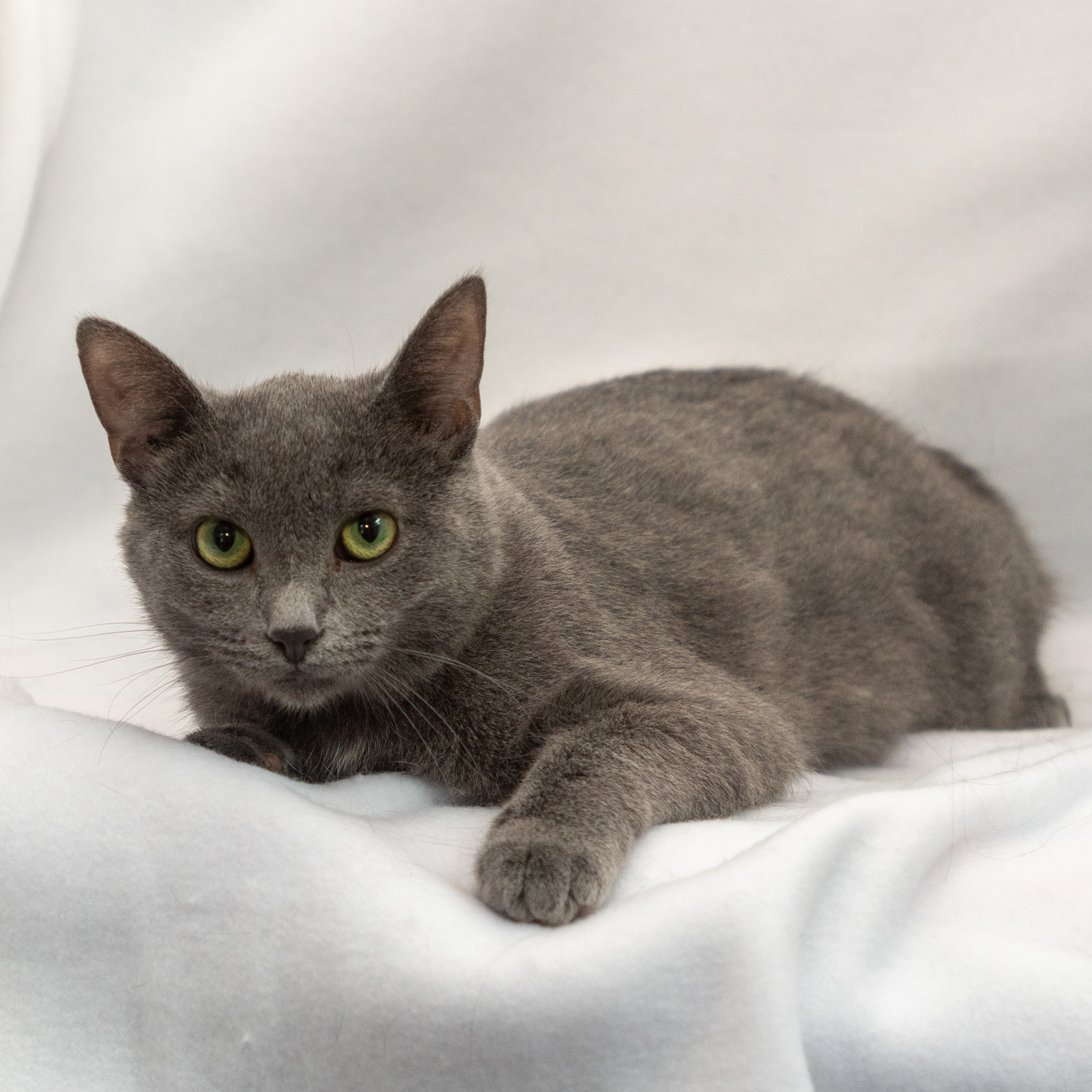 Willie , a Adopted Domestic Short Hair in Manchester, MI image 2/10