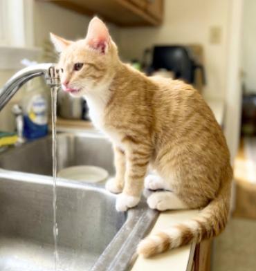Enlarge King, a Adoptable American Shorthair in Union City, NJ image 5/6