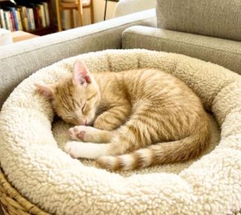 Enlarge King, a Adoptable American Shorthair in Union City, NJ image 6/6