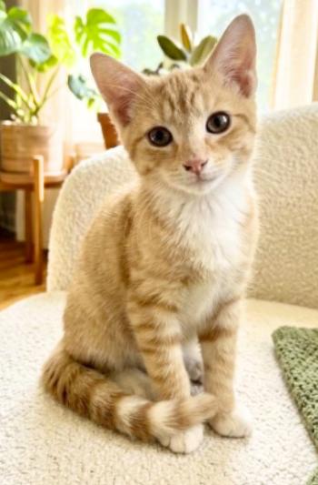 Enlarge King, a Adoptable American Shorthair in Union City, NJ image 1/6