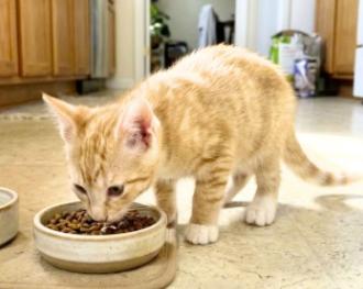 Enlarge King, a Adoptable American Shorthair in Union City, NJ image 4/6
