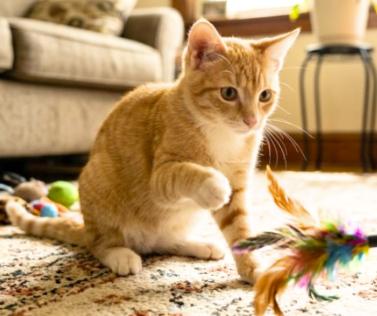 Enlarge King, a Adoptable American Shorthair in Union City, NJ image 3/6