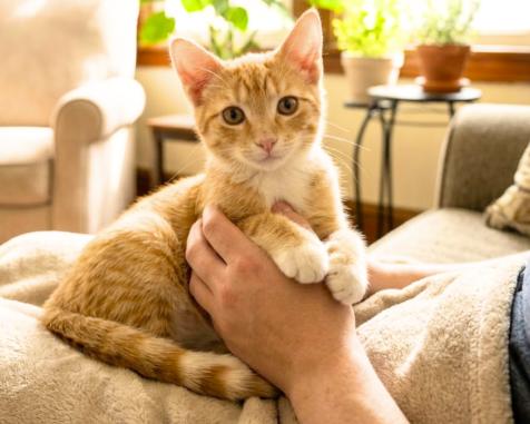 Enlarge King, a Adoptable American Shorthair in Union City, NJ image 2/6