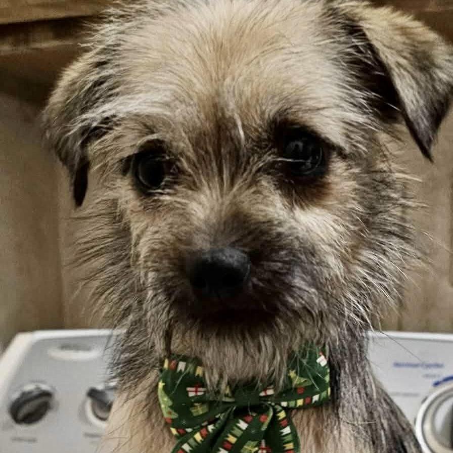 Enlarge Sheba, an adoptable mixed breed in Pocatello, ID image 3/4