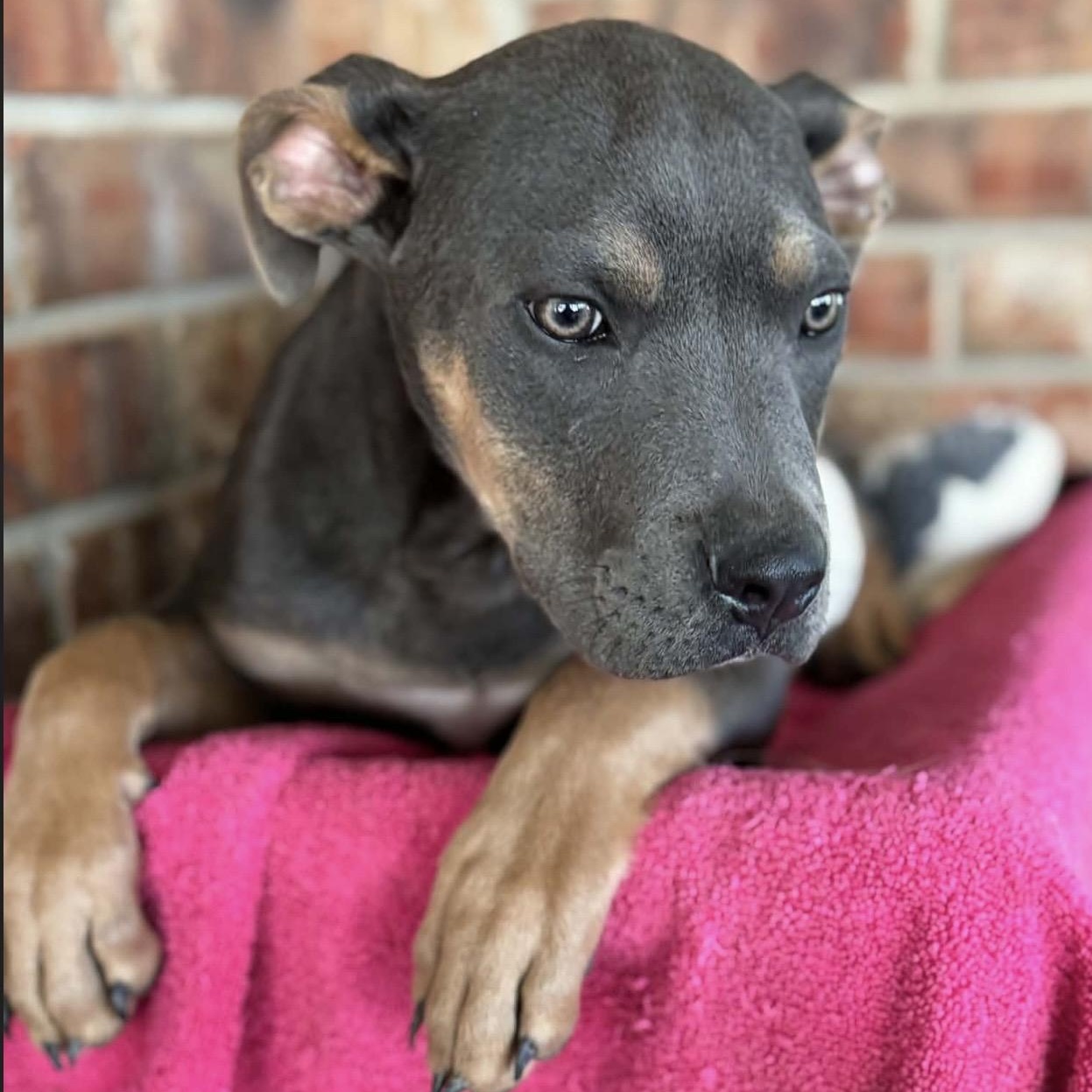 Tyson , ADOPTABLE, Puppy Male Pit Bull Terrier & Mixed Breed.