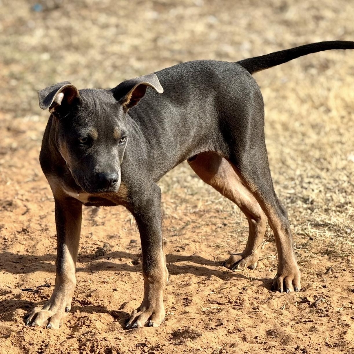 Tyson , a ADOPTABLE mixed breed in Pelham, NH image 2/6