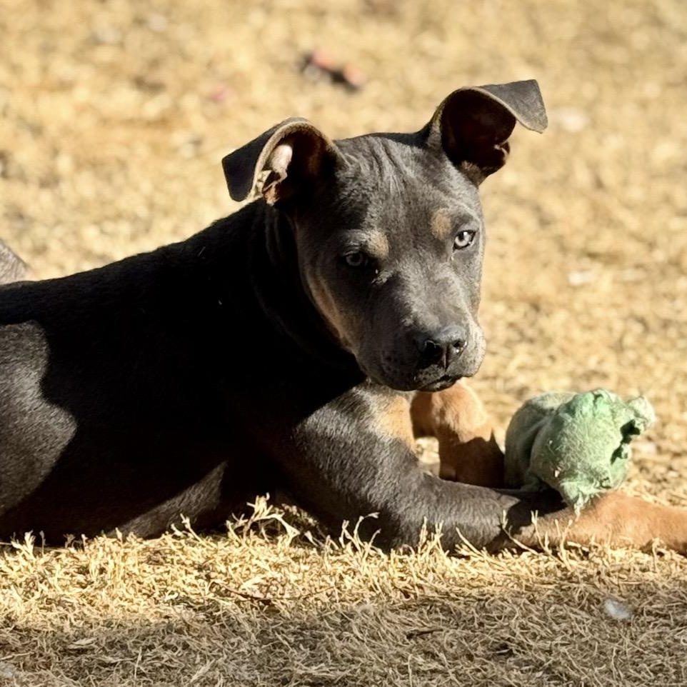 Tyson , a ADOPTABLE mixed breed in Pelham, NH image 3/6