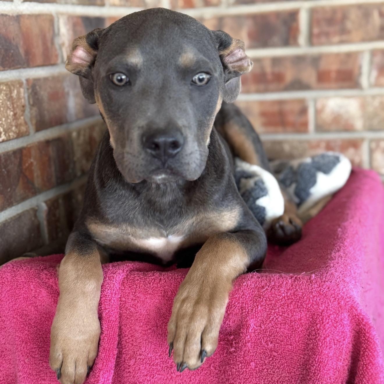 Tyson , a ADOPTABLE mixed breed in Pelham, NH image 4/6