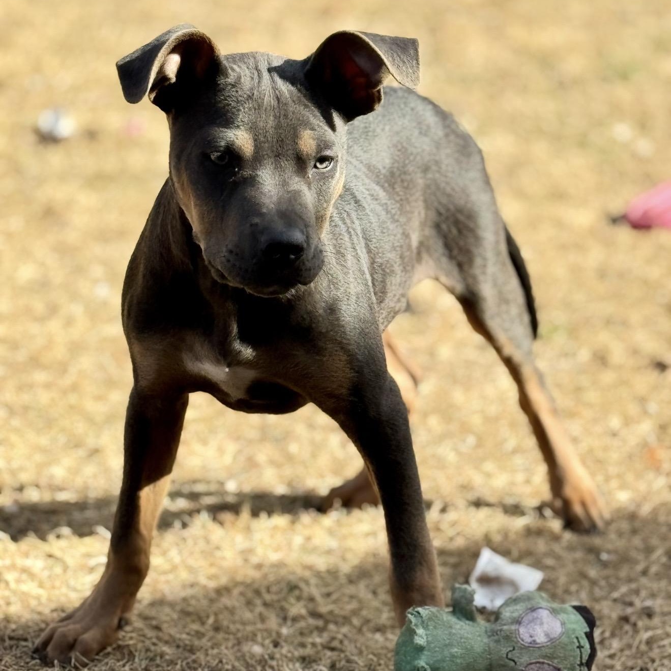 Tyson , a ADOPTABLE mixed breed in Pelham, NH image 5/6