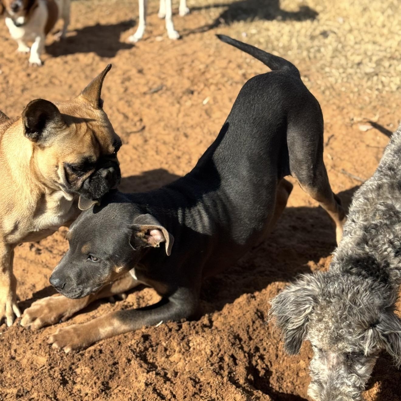 Tyson , a ADOPTABLE mixed breed in Pelham, NH image 6/6