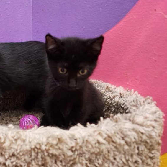 Enlarge Kiki, an adopted American Shorthair in Springdale, AR image 2/3