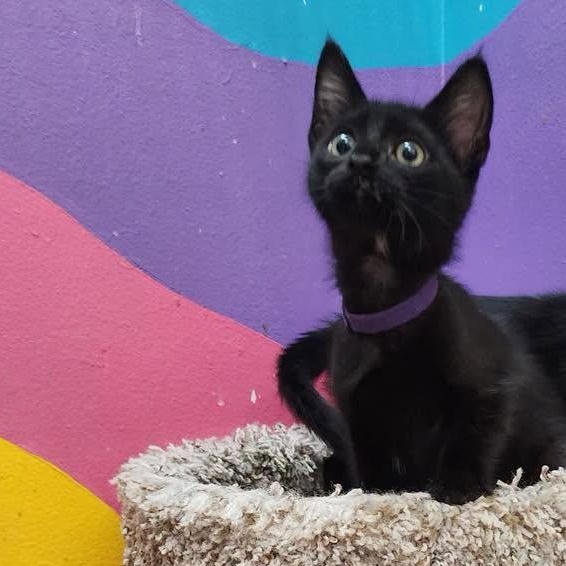 Kiki, adopted, Kitten Female American Shorthair.