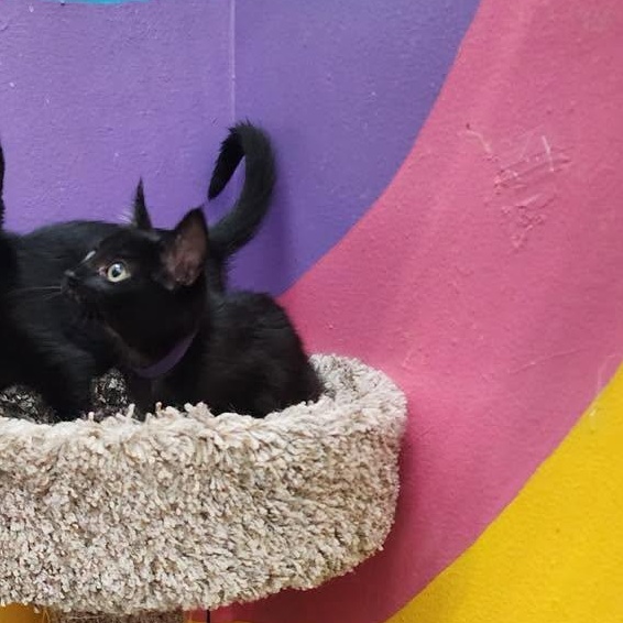 Enlarge Kiki, an adopted American Shorthair in Springdale, AR image 3/3
