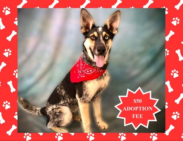 Enlarge CAIRO, a Adoptable mixed breed in Salinas, CA image 1/1