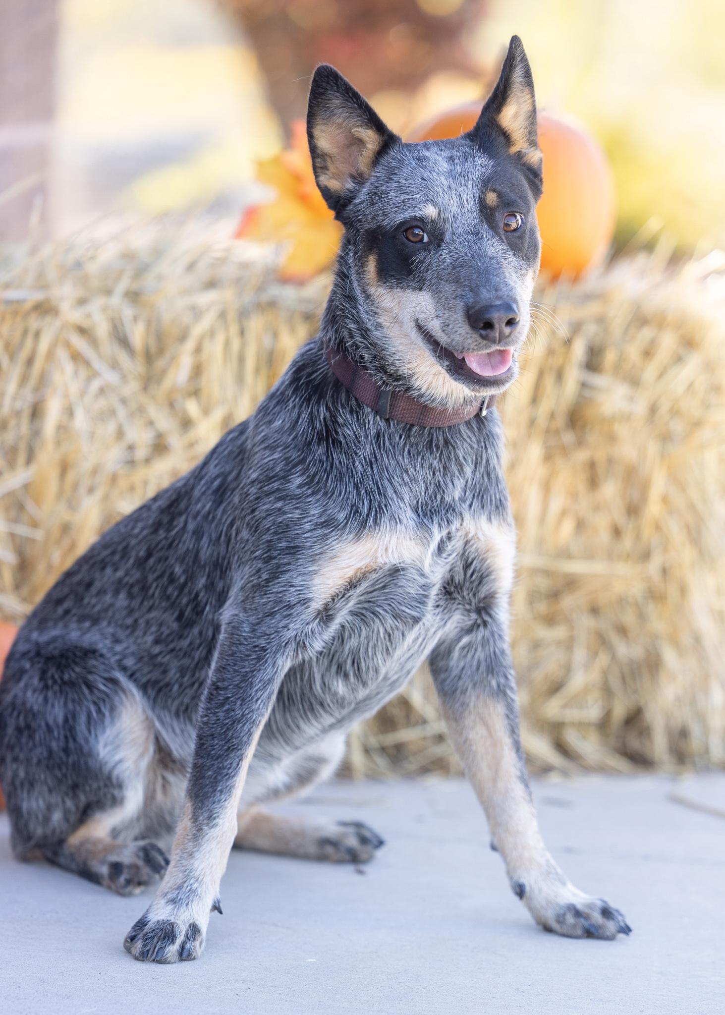 BLU, ADOPTABLE, Adult Female Australian Cattle Dog / Blue Heeler.