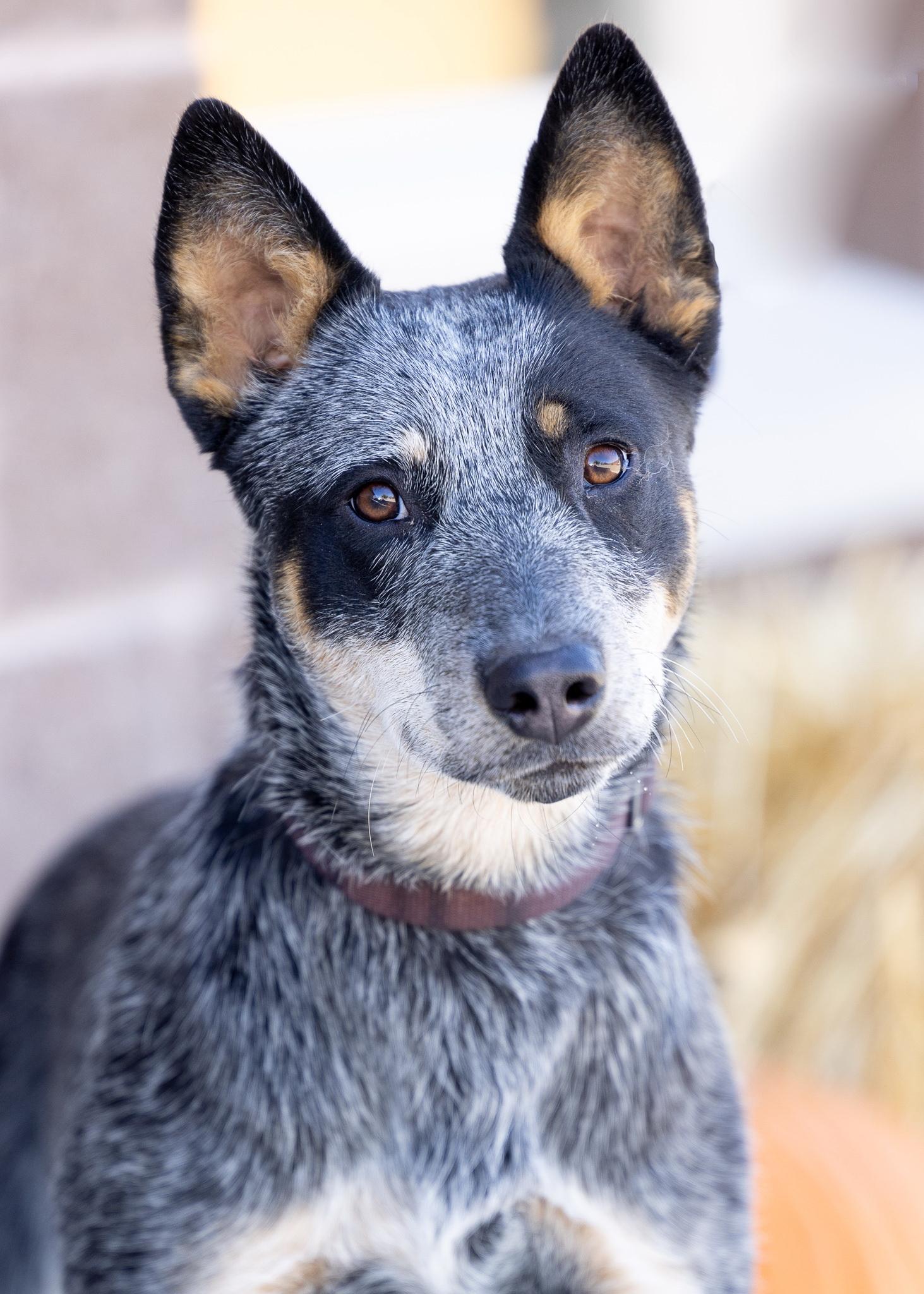 Enlarge BLU, a ADOPTABLE Australian Cattle Dog / Blue Heeler in Moab, UT image 2/2