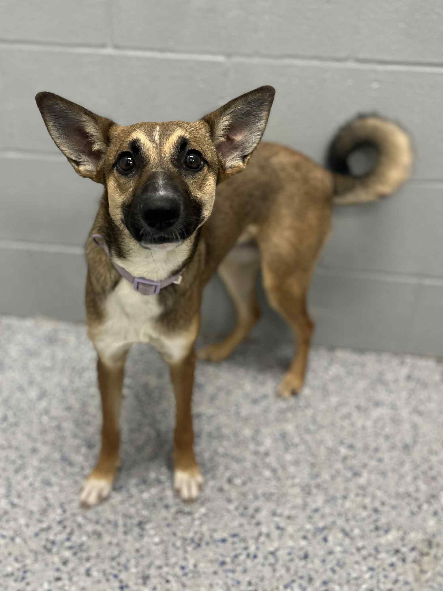 Enlarge Cinderella , an adoption pending mixed breed in Spring City, PA image 1/3