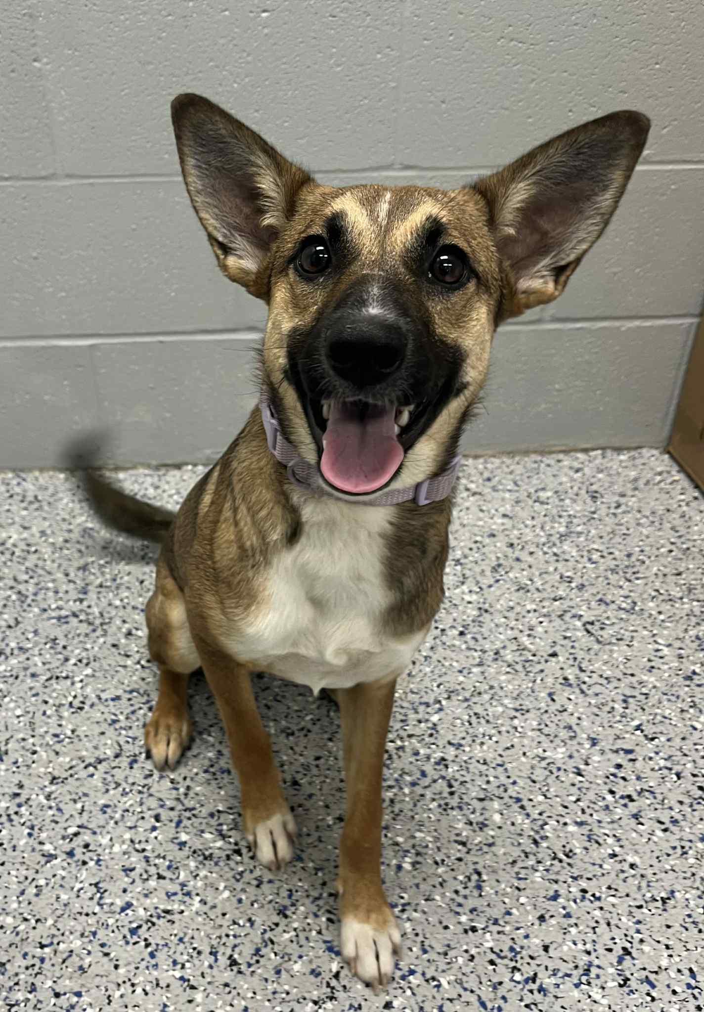 Enlarge Cinderella , an adoption pending mixed breed in Spring City, PA image 2/3