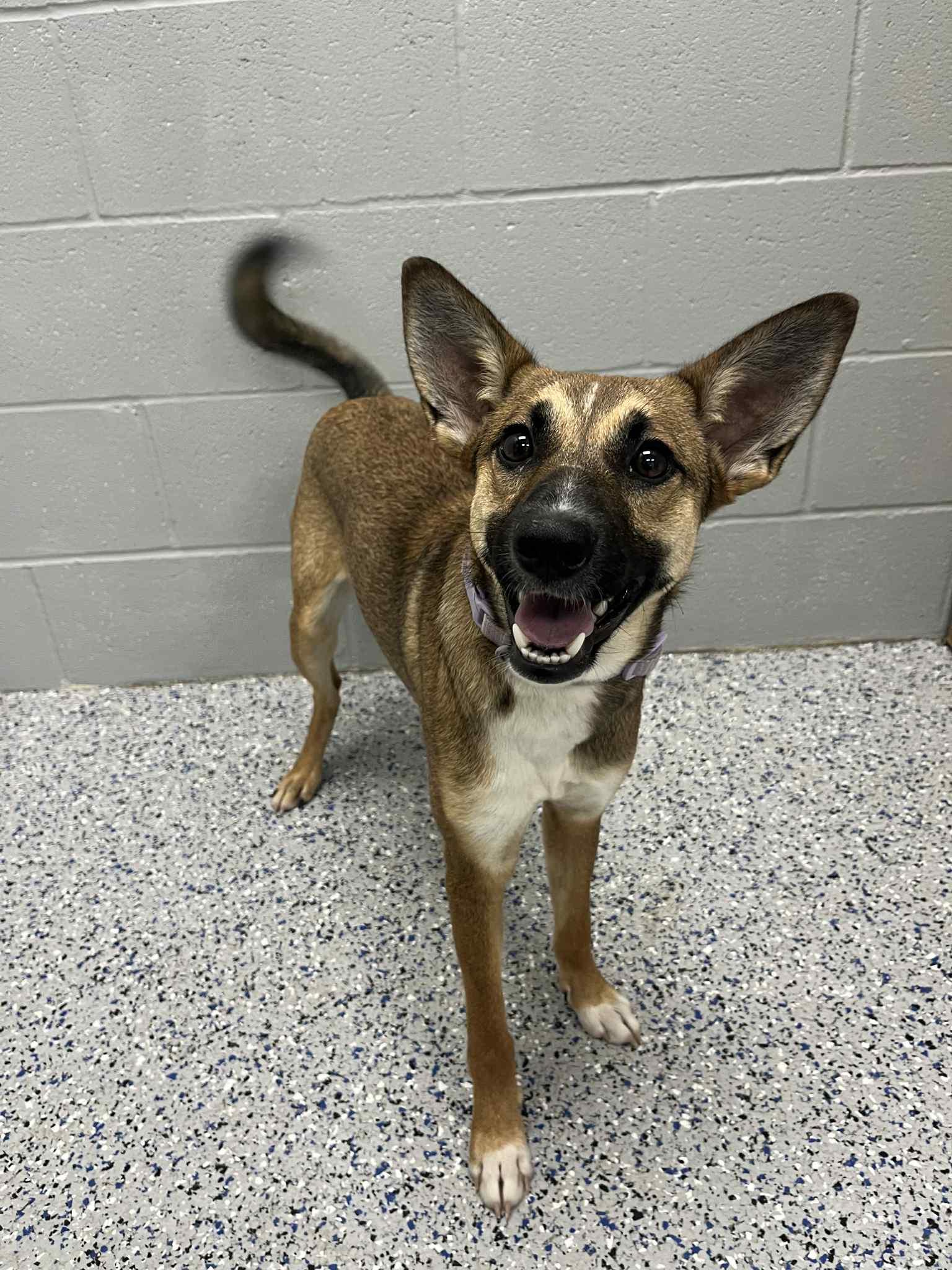 Enlarge Cinderella , an adoption pending mixed breed in Spring City, PA image 3/3