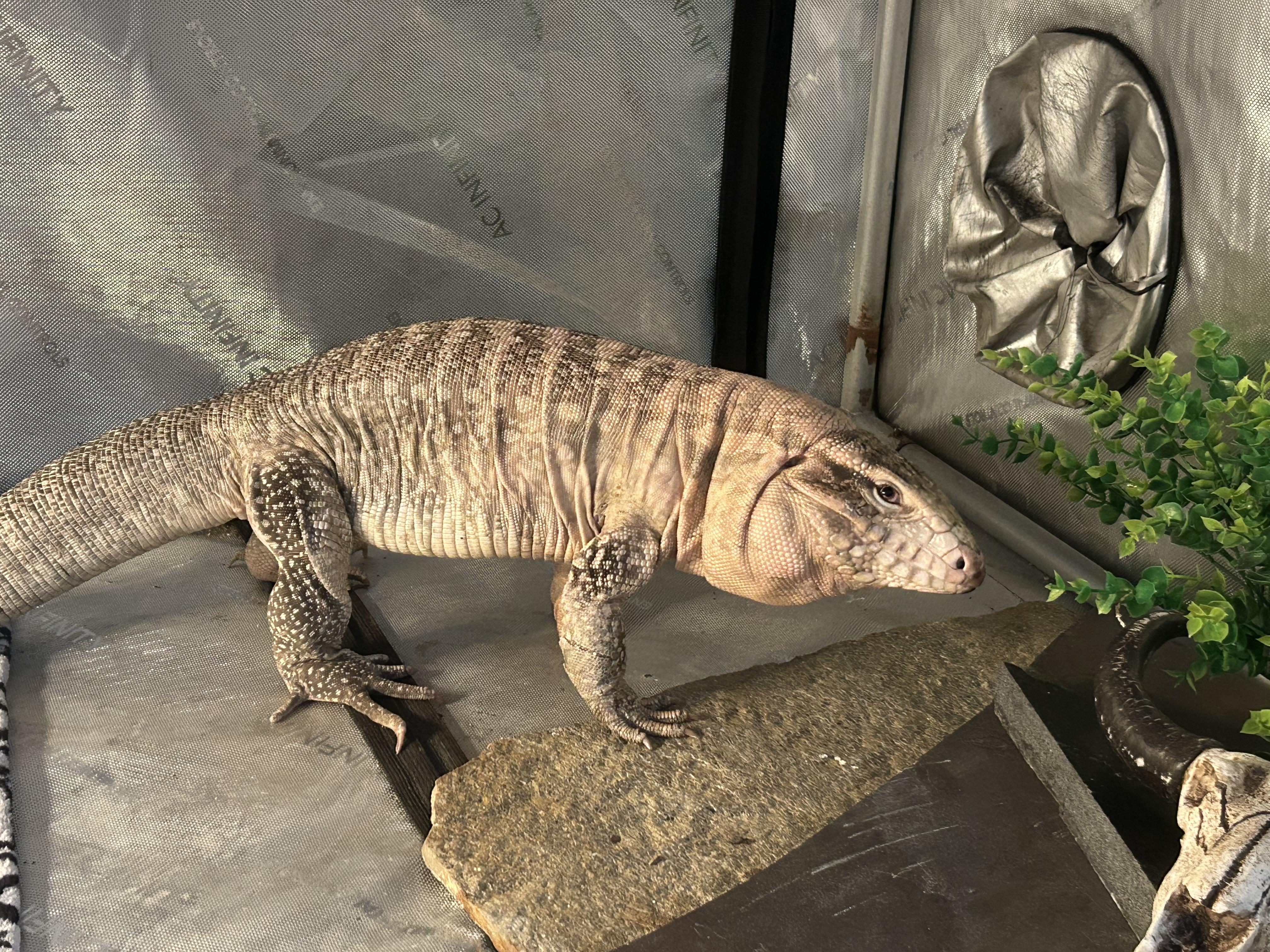 Brucie