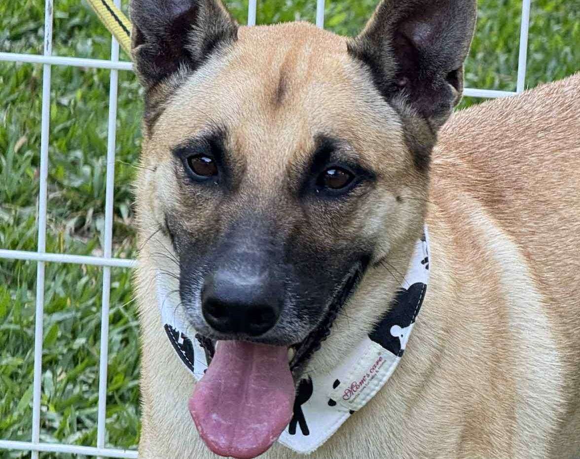 Chappy, ADOPTABLE, Young Male Shepherd.