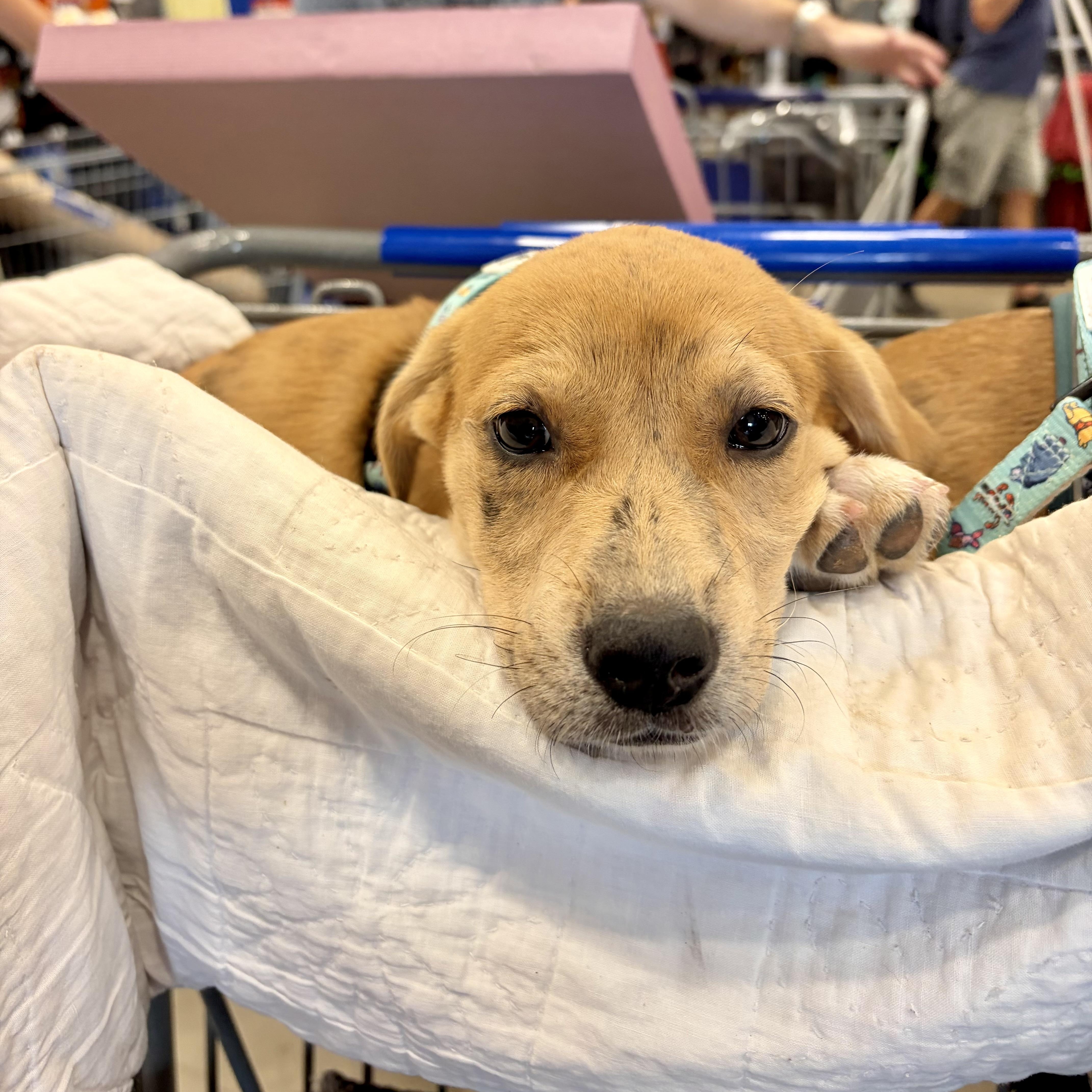 Tessa, a ADOPTABLE mixed breed in High View, WV image 3/6