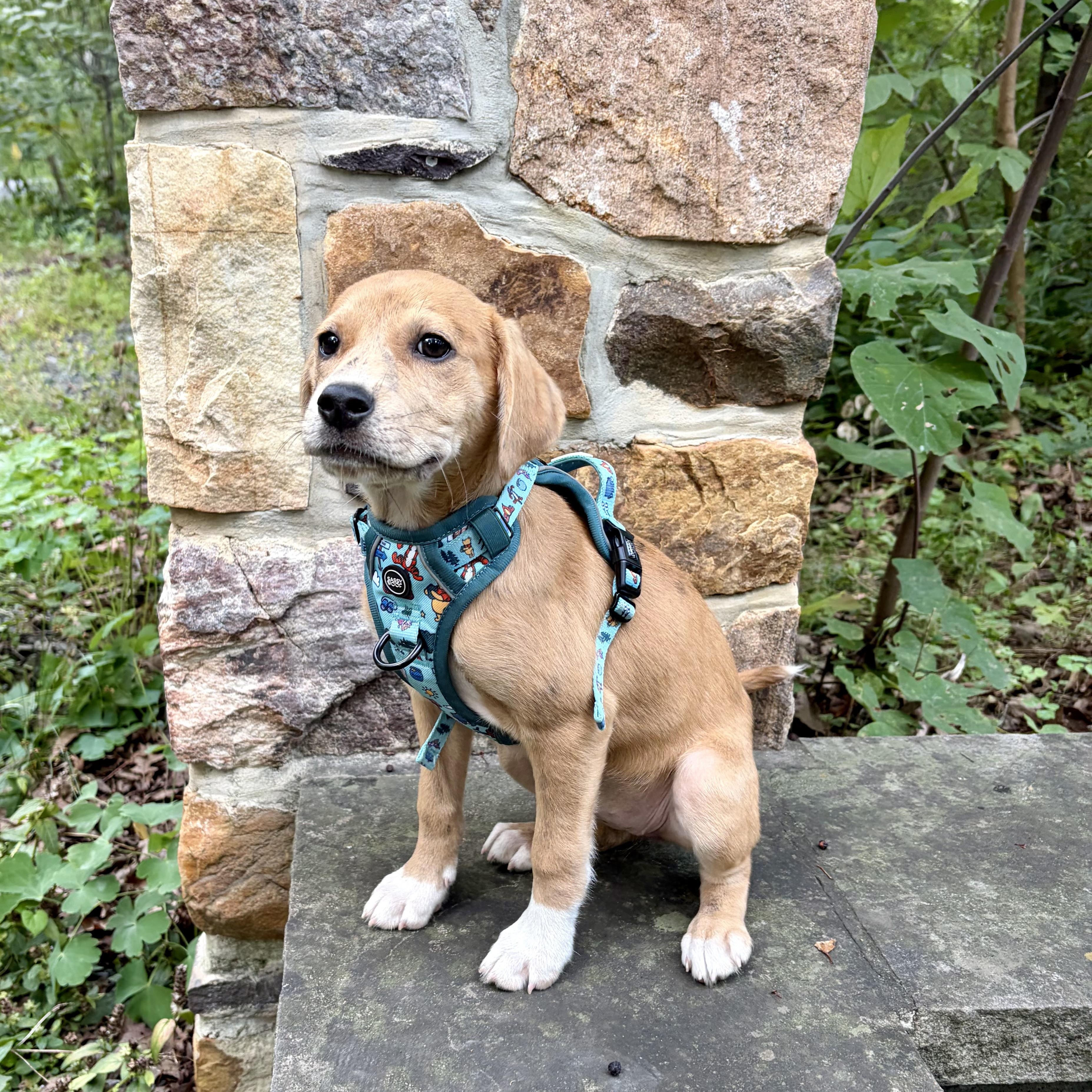 Tessa, a ADOPTABLE mixed breed in High View, WV image 2/6