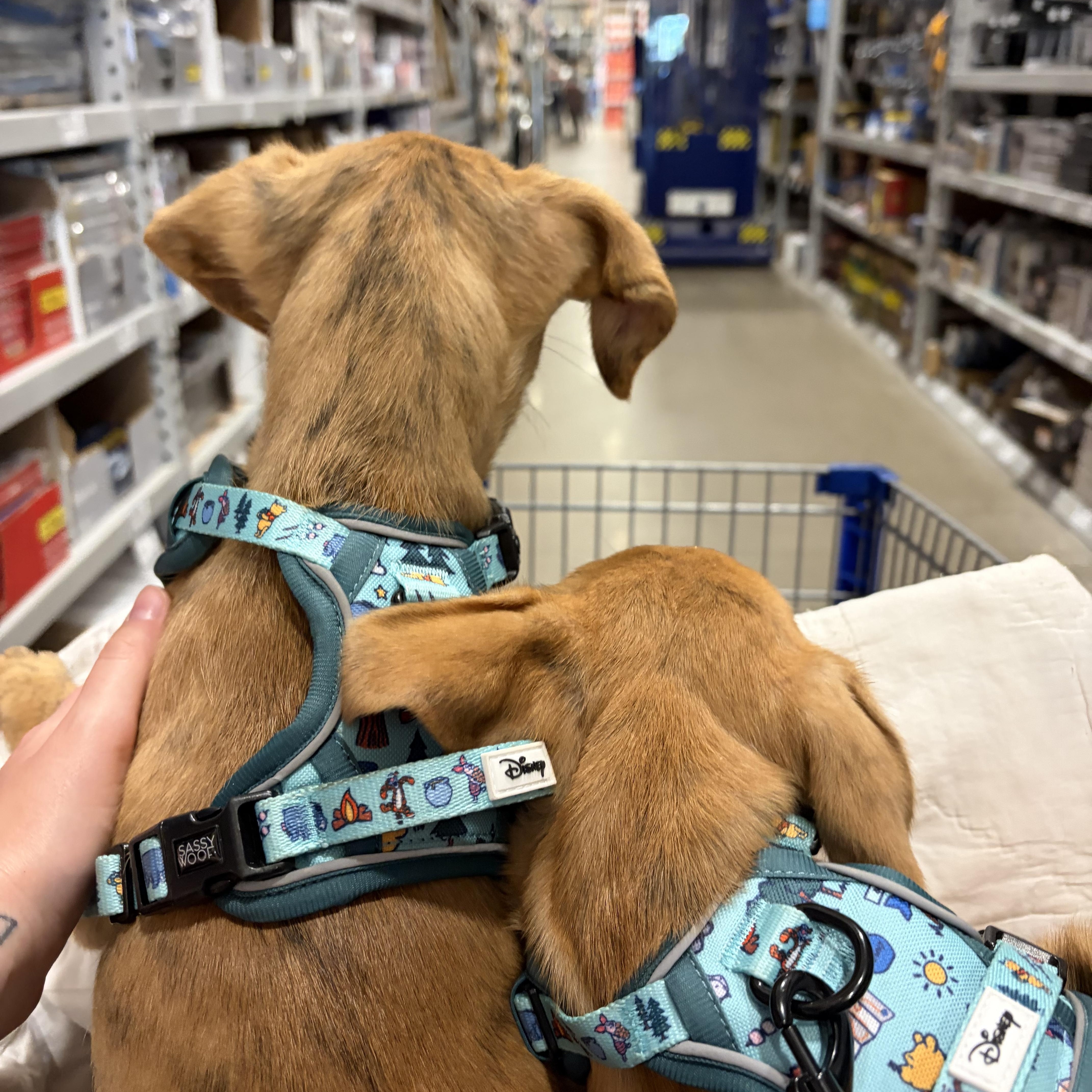 Tessa, a ADOPTABLE mixed breed in High View, WV image 6/6