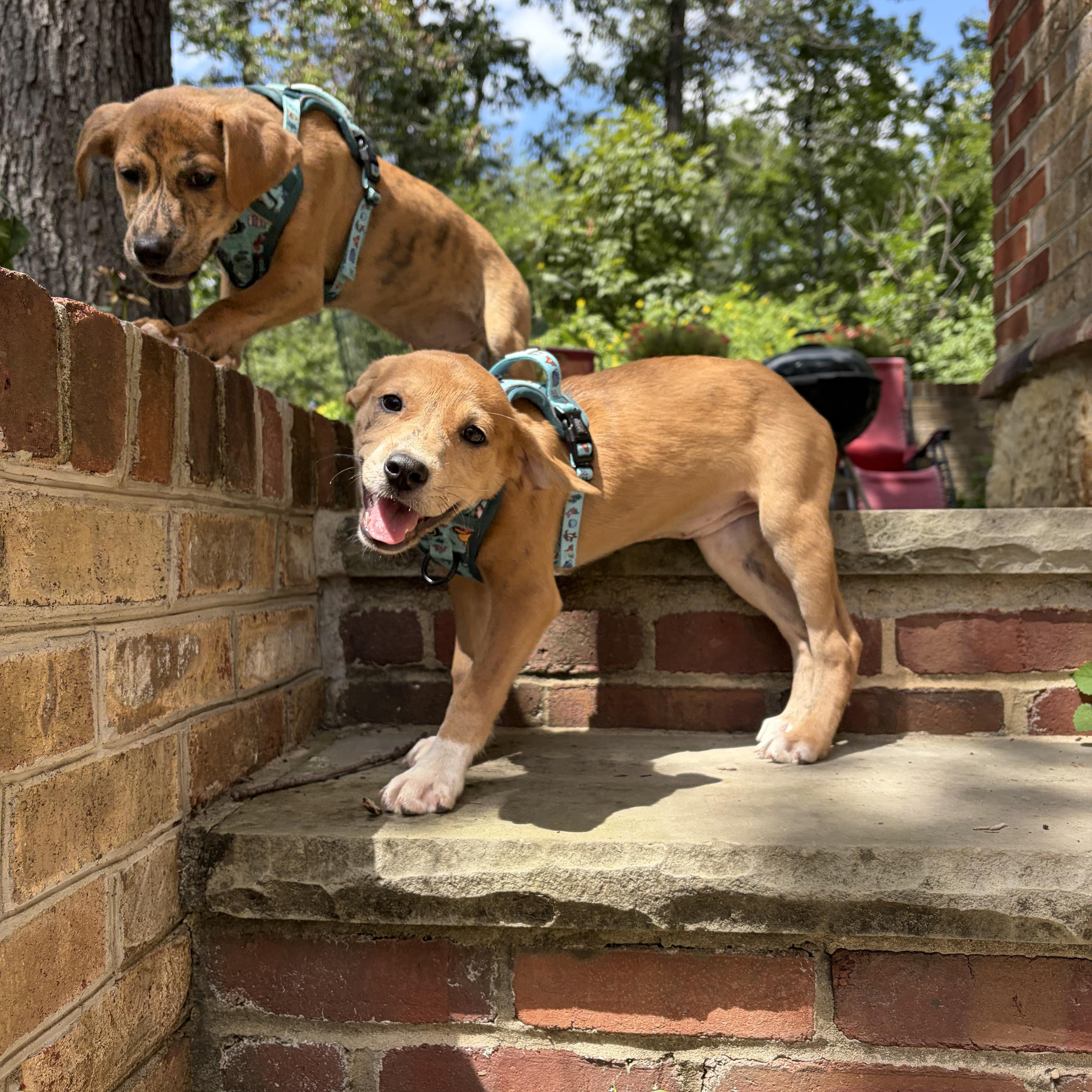 Tessa, a ADOPTABLE mixed breed in High View, WV image 5/6