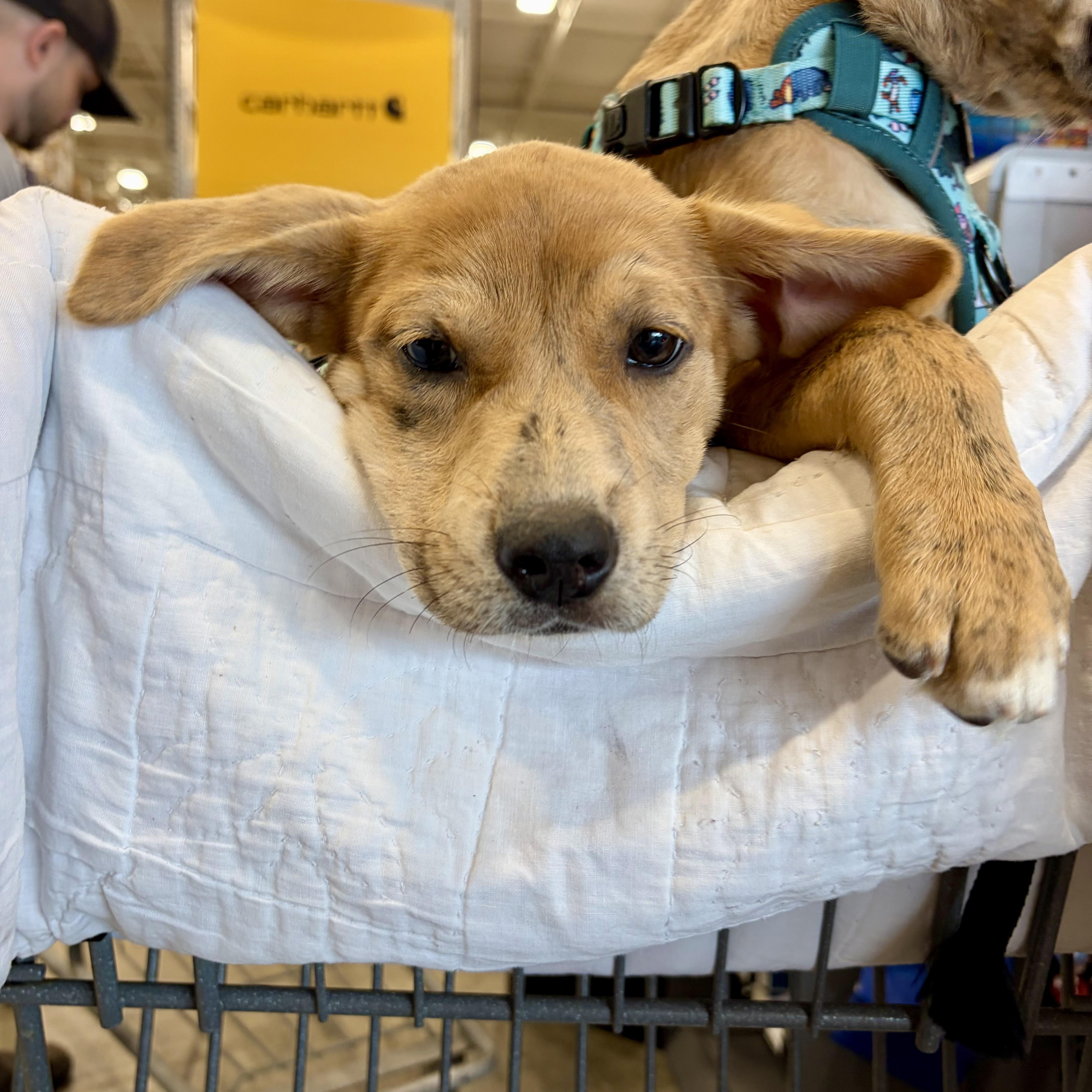Tessa, a ADOPTABLE mixed breed in High View, WV image 4/6